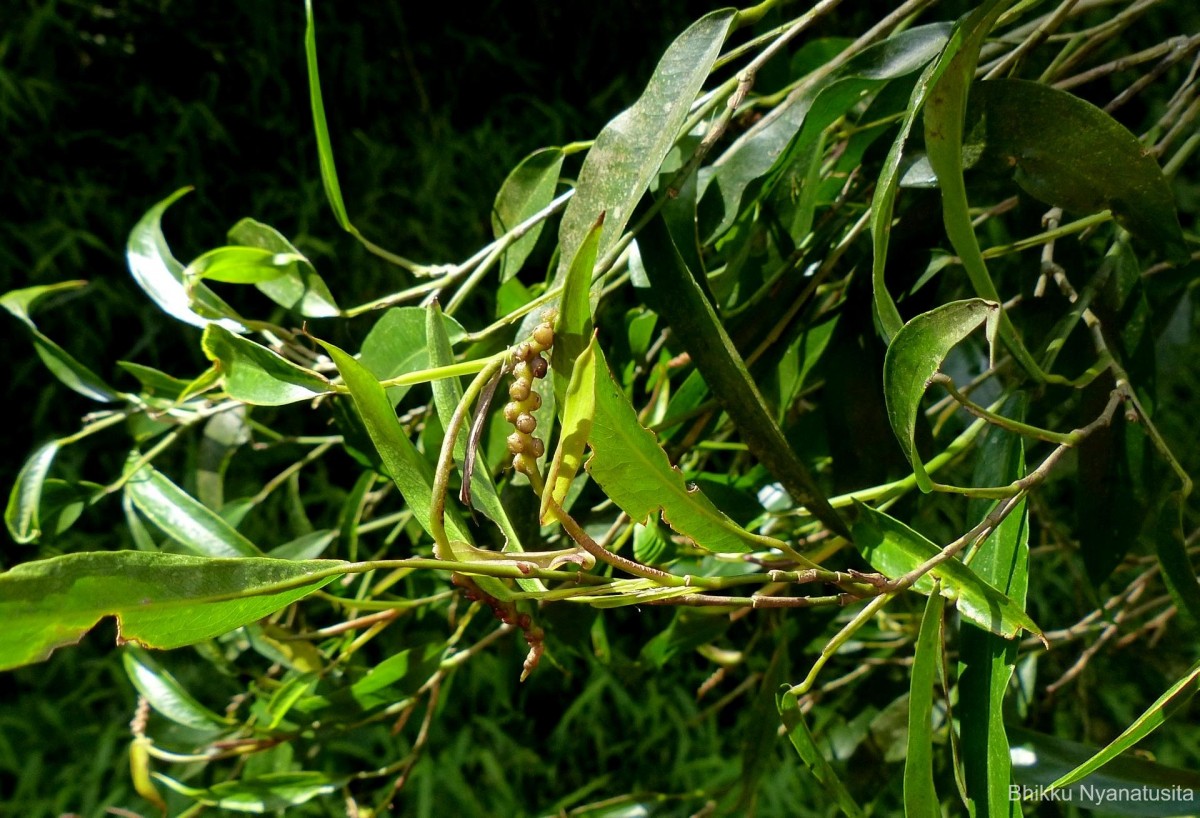 Pothos remotiflorus Hook.